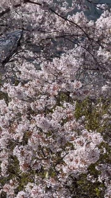 Сакура на фоне Фудзи смотреть онлайн