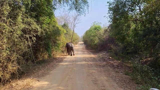 Дикий Таиланд. Лучшее место для наблюдения за дикими слонами смотреть онлайн