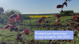 Возвратные заморозки в саду фундука и их последствия, май 2025 г.