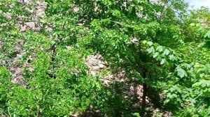 Московский зоопарк. Царь зверей -лев спит на жарком солнце, грива , лапы мощные