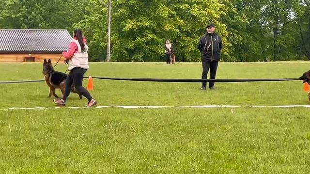 ЮНИОРЫ СУКИ / КЧК+ БОРИСОВ (BY) 17 мая`25 M.Jovovic Моно немецких овчарок