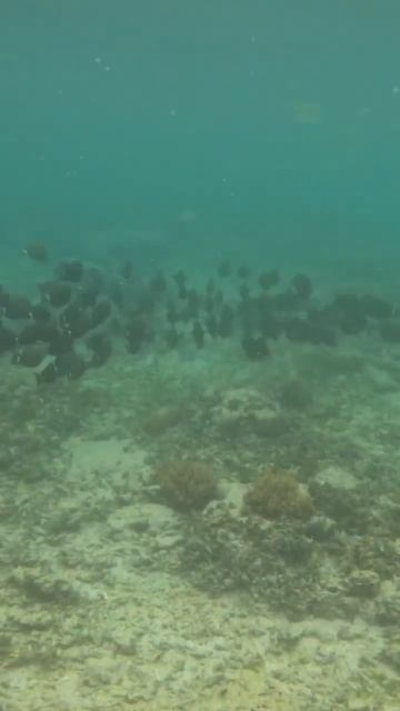 Рыбов показывают смотреть онлайн