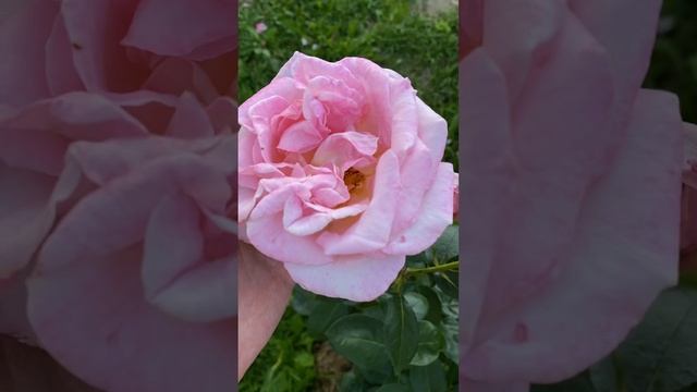 Цветение роз: Джуд де Обскюр, Ботеро, Салита, Элле, Голш