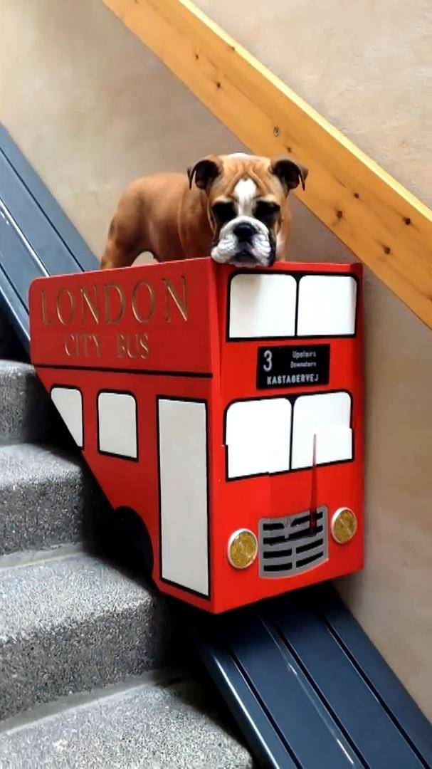 ЛИФТ ДЛЯ СОБАКИ #Lucky_Tech #short #shorts смотреть онлайн