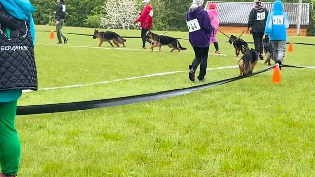 ЩЕНКИ СУКИ / КЧК+ БОРИСОВ (BY) 17 мая`25 M.Jovovic Моно немецких овчарок