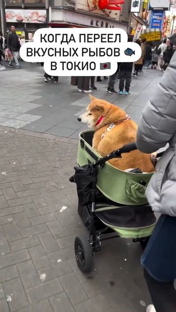 Когда переел вкусных рыбов в Токио смотреть онлайн