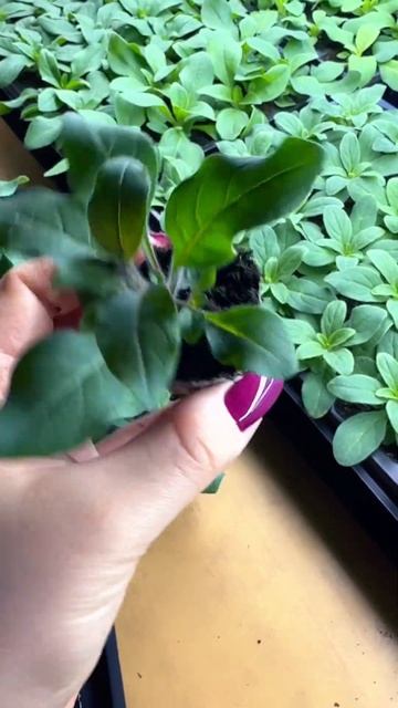 ПЕТУНІЯ ВЛАСНОГО ВИРОБНИЦТВА 😁#петунія #тайдал #сорт смотреть онлайн