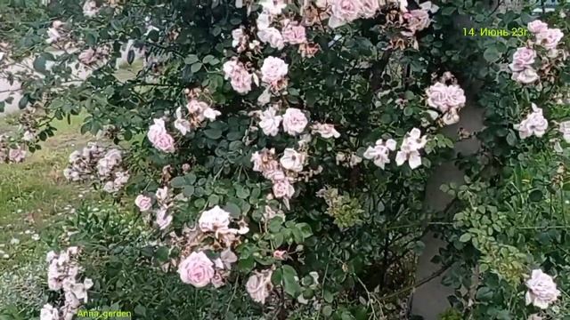 #сад #роза Нью Доун  #roses New Dawn