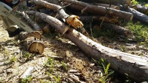 Бензопила STIHL MS 231🔥 Заготовка дров. Сосна