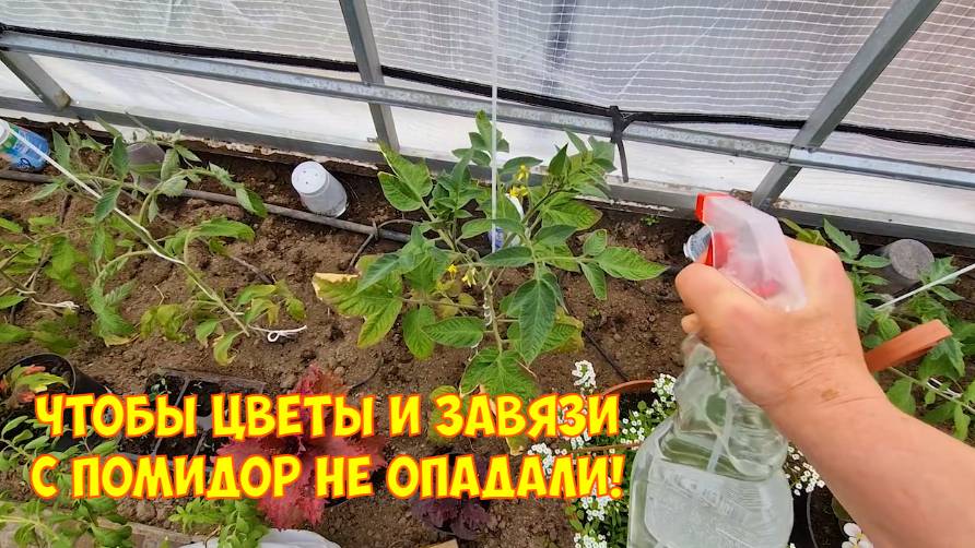 Подсеяли газон. Обзор цветочных всходов. Обработка и мульчирование помидор в теплице смотреть онлайн