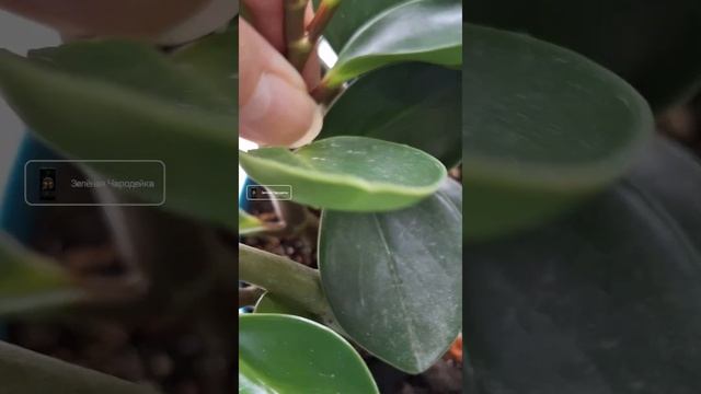 Укореняем черенки Пеперомии туполистной 06.04.25г./ Peperomia смотреть онлайн