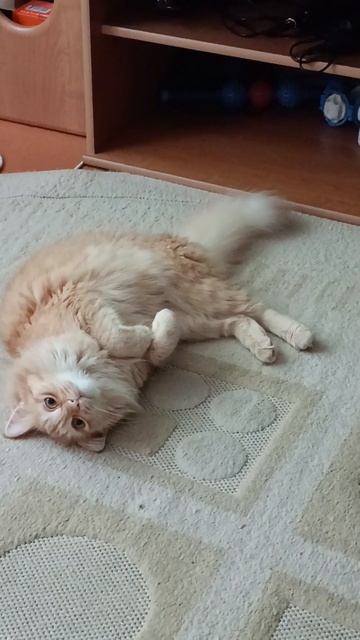 Релакс 🧘 😻🩷👍