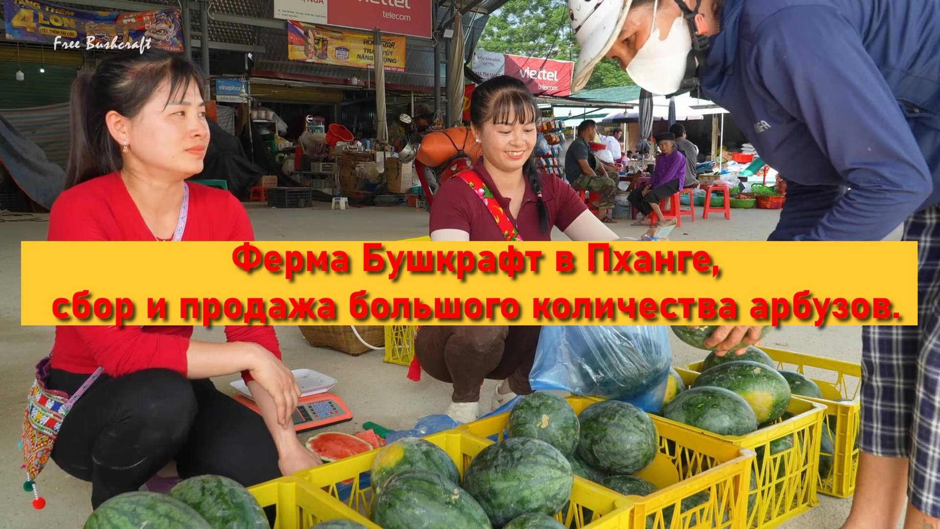 Ферма Бушкрафт в Пханге,сбор и продажа большого количества арбузов. смотреть онлайн