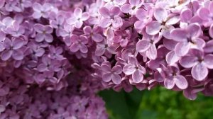 Муж моей мечты 1 - 4 серия | Мелодрама | Премьра 2025 | Обзор