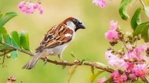 Пение птиц. ВОРОБЕЙ ВЕСНОЙ