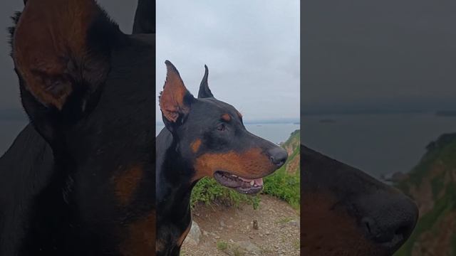 БОРМАН!! ♥️♥️♥️ МОЙ 