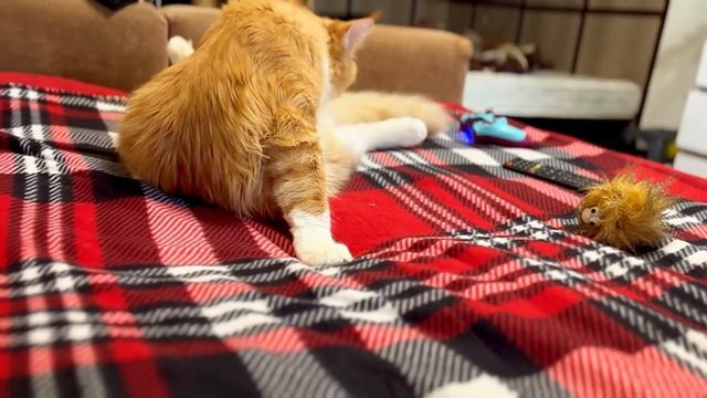 Мейнкун: если хотите завести мейнкуна, посмотрите как