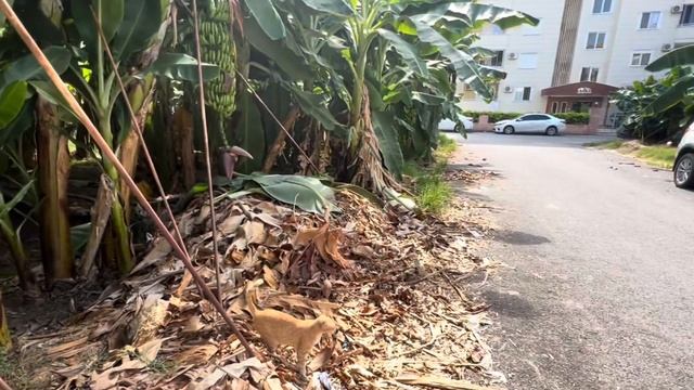 ШОК! Пряжа ДЕШЕВО только в Турции? А вот и нет! ГУЛЯЕМ по магазину! Аланья и смотреть онлайн