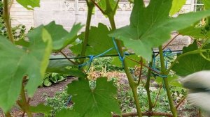 что делать с пасынками на винограде.