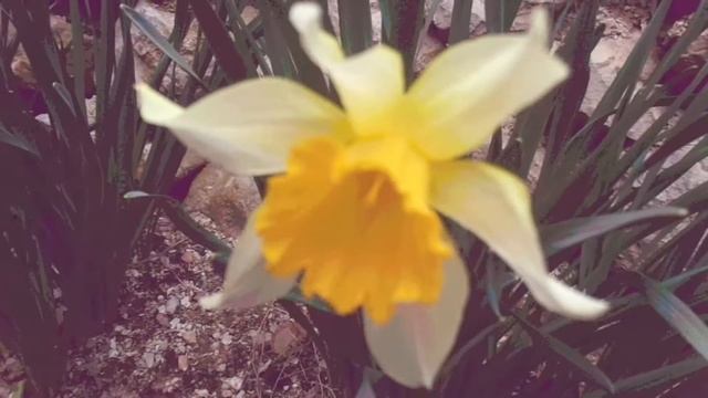 🕊️Весенний день в Крыму/Spring Flowers