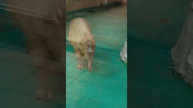 животные в зоопарке