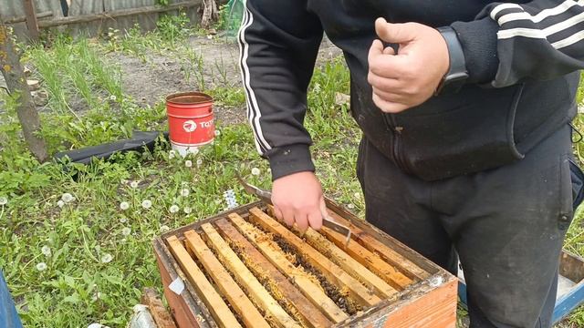 Весенние работы на пасеке... расширяем гнездо. Пчеловодство 2024 смотреть онлайн