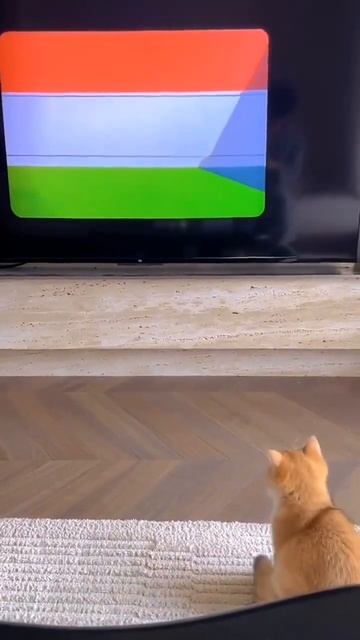 Виртуальная реальность😹 #приколысживотными #смешныевидео #смешныекоты