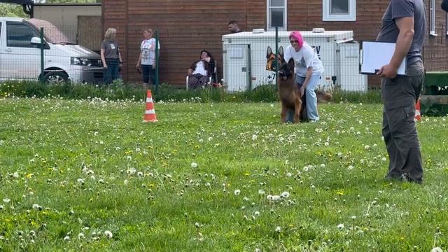 3 Отл. Djelari Hil OMAR SI -+- №81. КЧК БРОННИЦЫ 25 мая`25 Bogoeski/Васильев Моно нем.овчарок