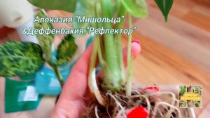 Алоказия "Мишольца" & Деффенбахия "Рефлектор"🫶💖