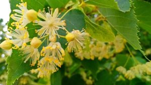 Липа , и ее полезные свойства для человеческого здоровья .