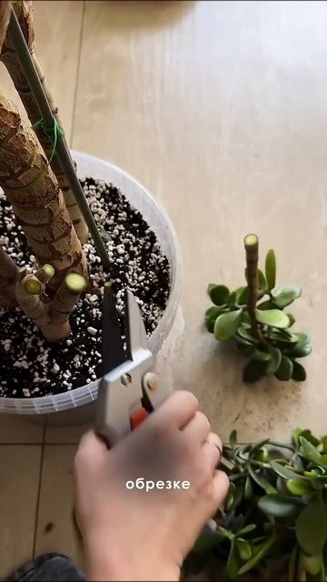 Обрезка крассулы #plants #комнатныерастения #цветыдлядом