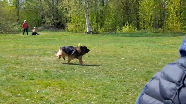 7.  выражено/перв ИРЕНДОРФ УГО (Монгриф Легаси – Зависть Богов Рейма)