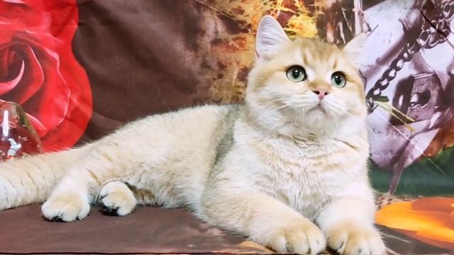Шикарный котенок британская золотая шиншилла смотреть онлайн