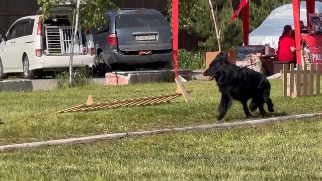 РАБОЧИЙ СУКИ ДШ / КЧК БРОННИЦЫ 25 мая`25 F.Bogoeski, О.Васильев Моно немецких овчарок