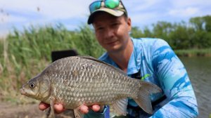 Карась из под камыша, рыбалка на флэт фидер