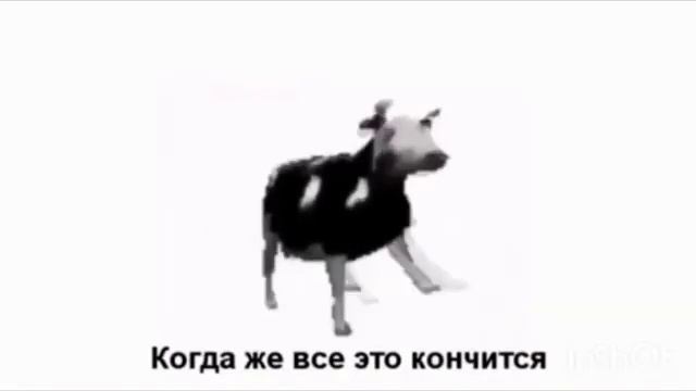 Dancing Polish Cow ПОЛЬСКАЯ КОРОВАПЕРЕВОД НА РУС смотреть онлайн