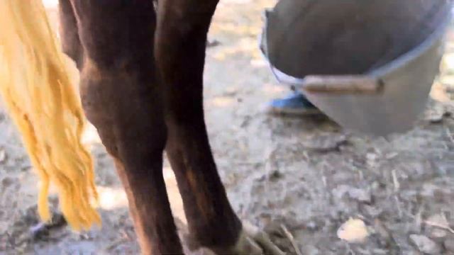 Ду сар гови гусаладори букачадори фуруши тл 905 00 80 03 навори тоза  18 07 2024 г