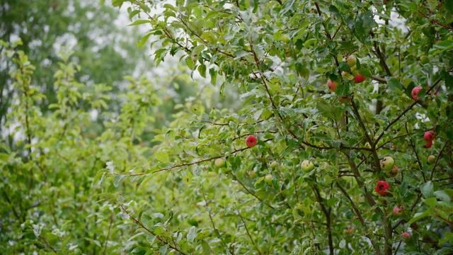 Летний дождь. Tamron 70-300mm F4.5-6.3 Di III RXD на Sony A73.