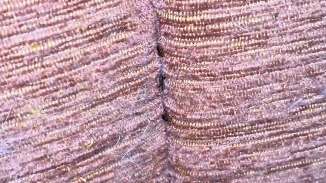 Клопы в квартире ,Москва выводим #клопы #москва #кварти