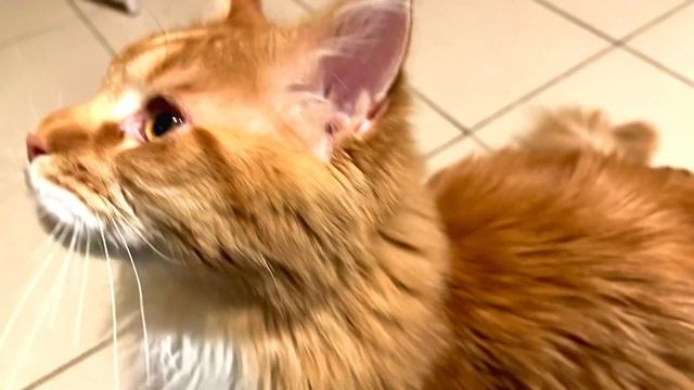 Мейнкун - как наш кот просит кушать #mainecoon #cat #мейнкун