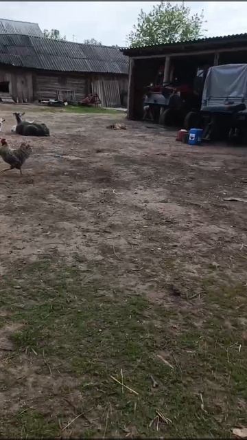 обеденный отдых