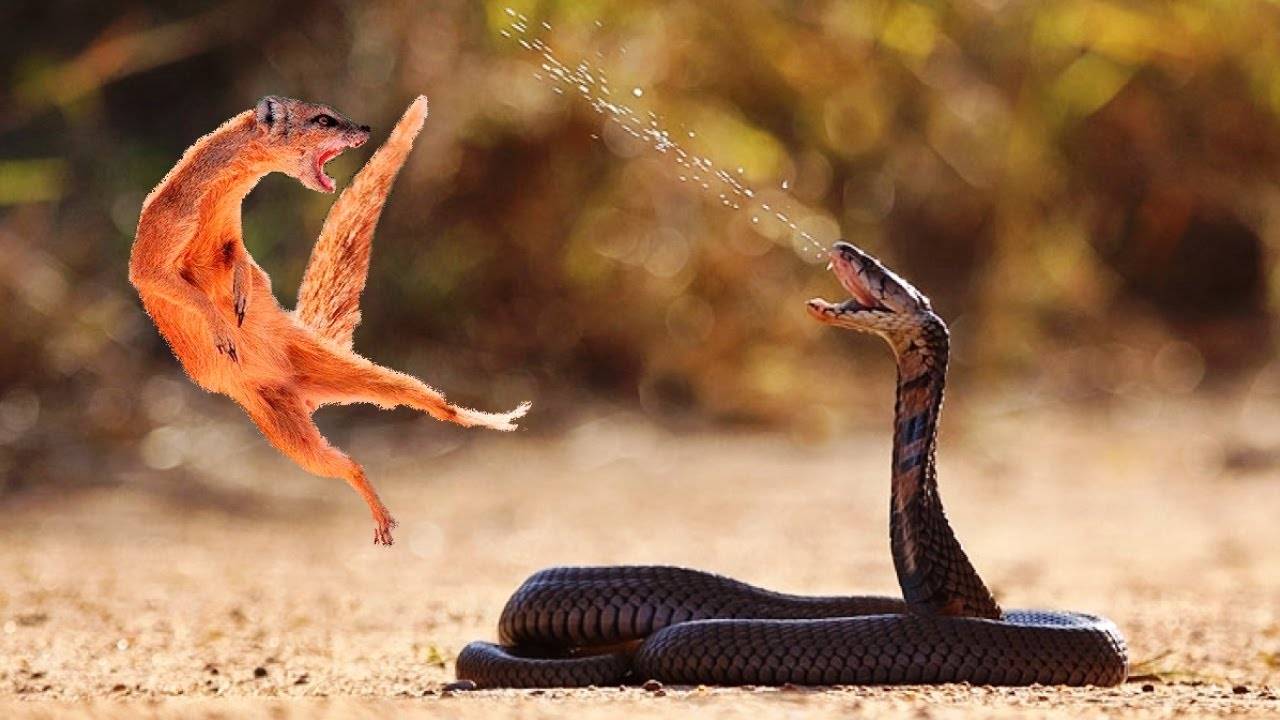 ПЛЮЮЩАЯСЯ КОБРА Интересные факты