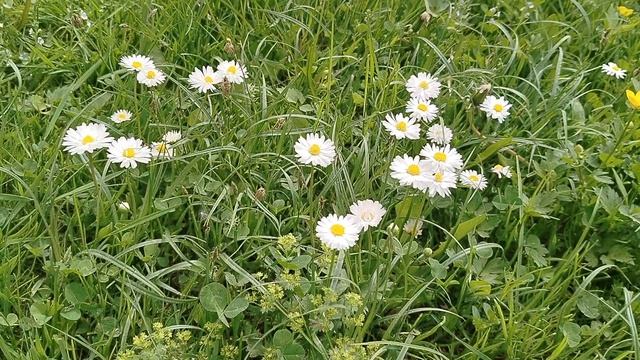 Маргаритки и Вероника пришли на газон , а одуванчики ушли. Дача 2025 смотреть онлайн