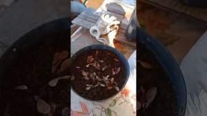Как посадить Татарский клен  семенами осенью