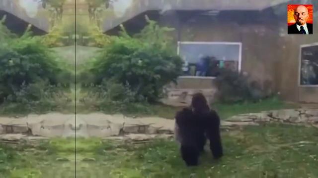 Гигантская горилла в деле. На что способны гориллы в ярости. смотреть онлайн