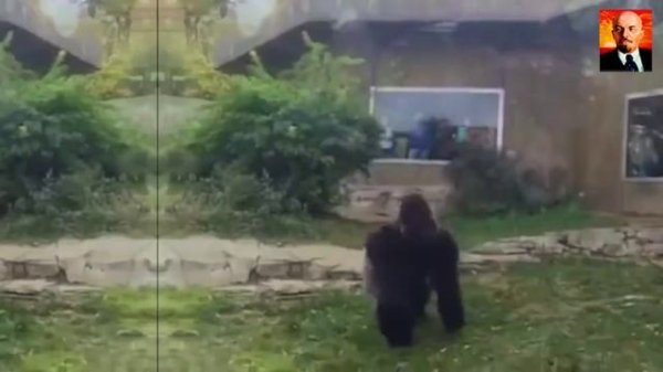 Гигантская горилла в деле. На что способны гориллы в ярости.