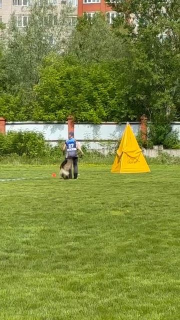 1 Отл. КЧК КЛИФОРД из Белого Яра +++ №27 / КЧК УФА 17 мая`25 Н.Морева Моно немецких овчарок