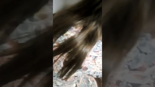 Крыса в клетке!!! смотреть онлайн