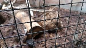 Московский зоопарк,новая территория.Выдры реактивные, ныряют и исчезают в бассейне