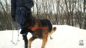 Взаимодействие с собакой